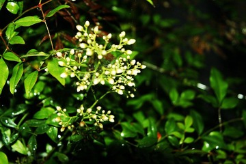 _MG_0789_conew3.jpg
