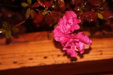 _MG_0792_conew1.jpg