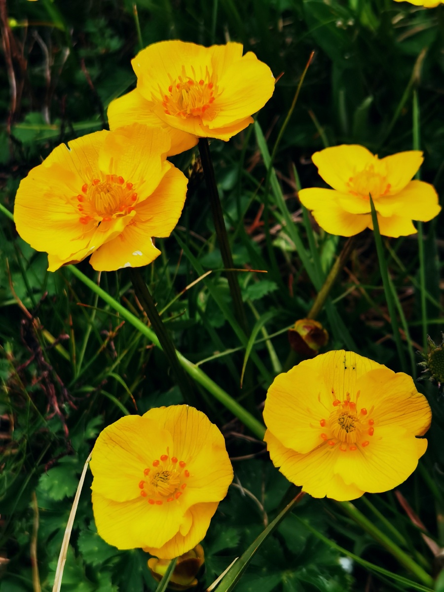 高原山野花集锦花好月圆祝友友们中秋节快乐