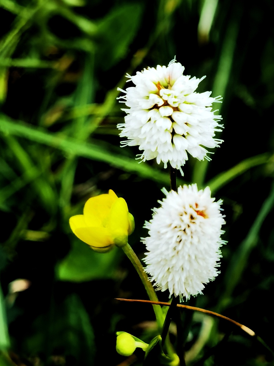 高原山野花集锦花好月圆祝友友们中秋节快乐