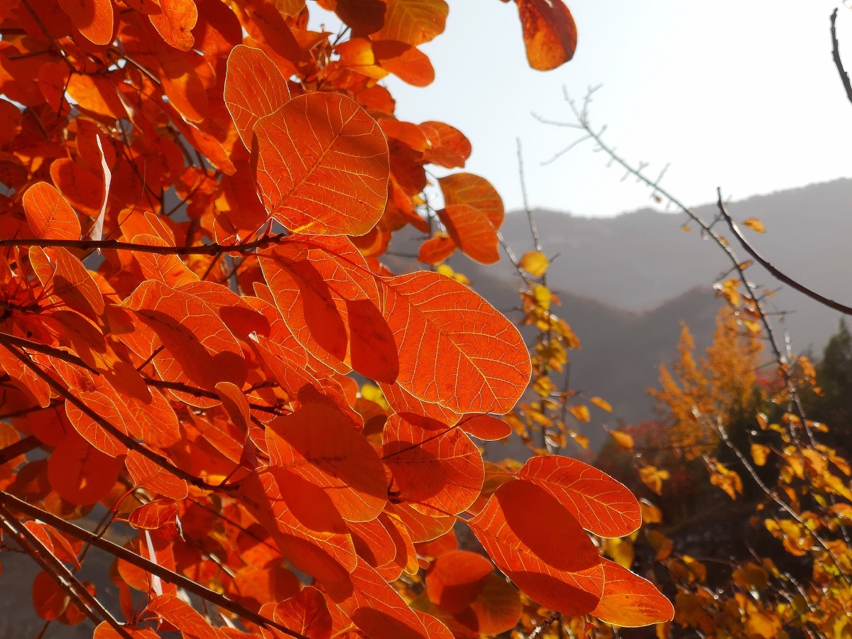 北京房山坡峰岭被秋风吹红了的枫叶一览火红