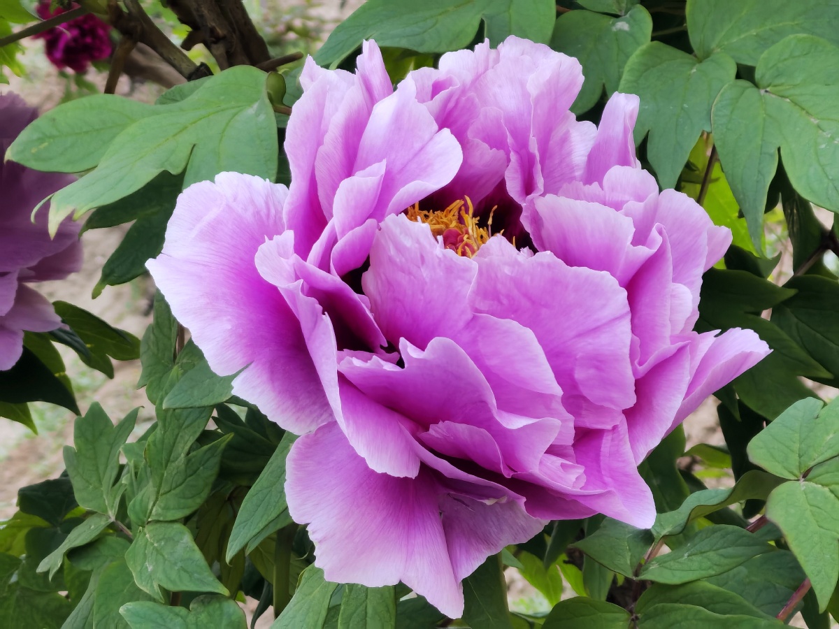 夕阳下的牡丹美的令人心醉蓝紫色的花瓣里浸着它的雍容华贵楚楚动人