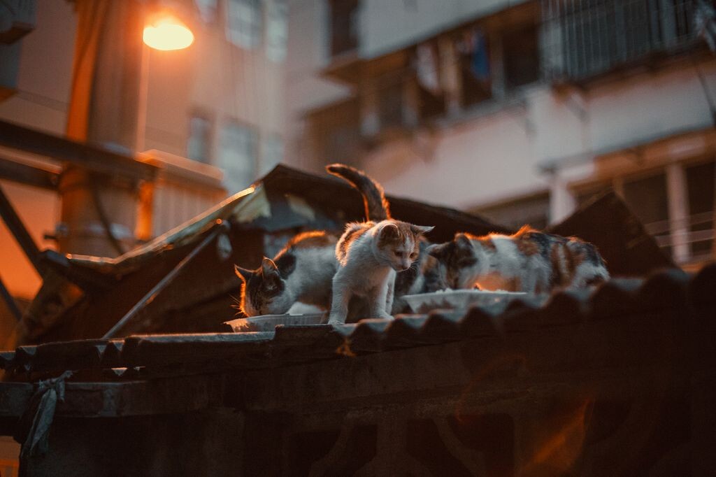 喵了个咪的，给我留口啊。