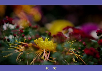 DSC07080.jpg