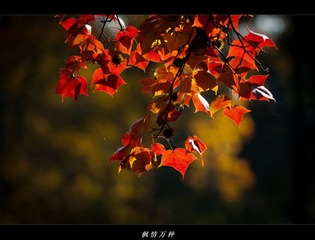 DSC07249.jpg