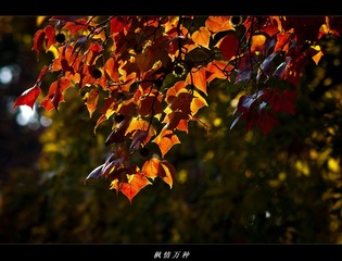 DSC07279.jpg