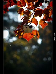 DSC07287.jpg