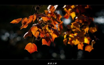 DSC07297.jpg