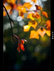 DSC07301.jpg