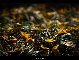 DSC07330.jpg