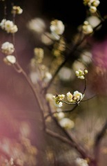 DSC04098.jpg