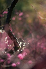 DSC04112.jpg