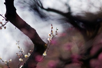 DSC04119.jpg