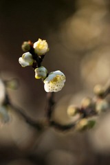 DSC04216.jpg