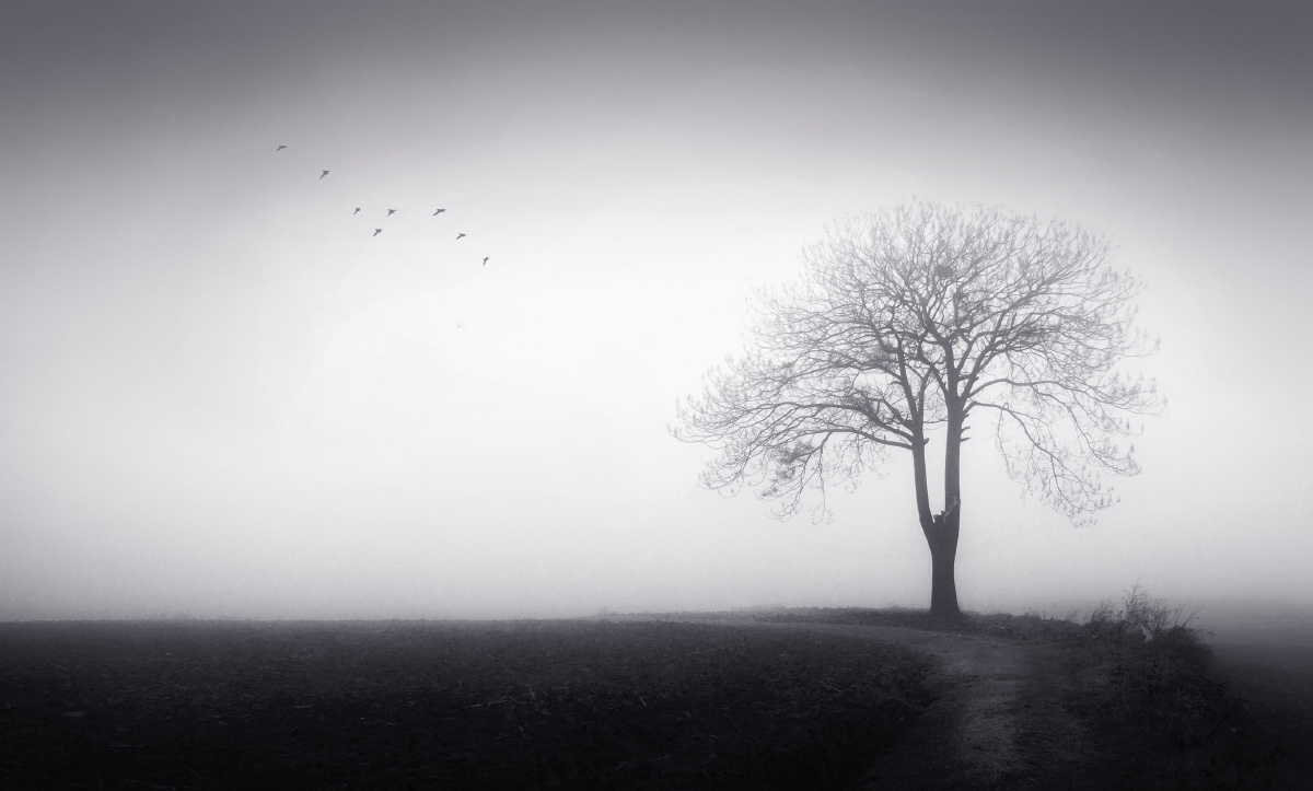 《树的梦》冬日里鸟儿已经南飞,剩下孤独的大树在寒冷里孤独的等待着