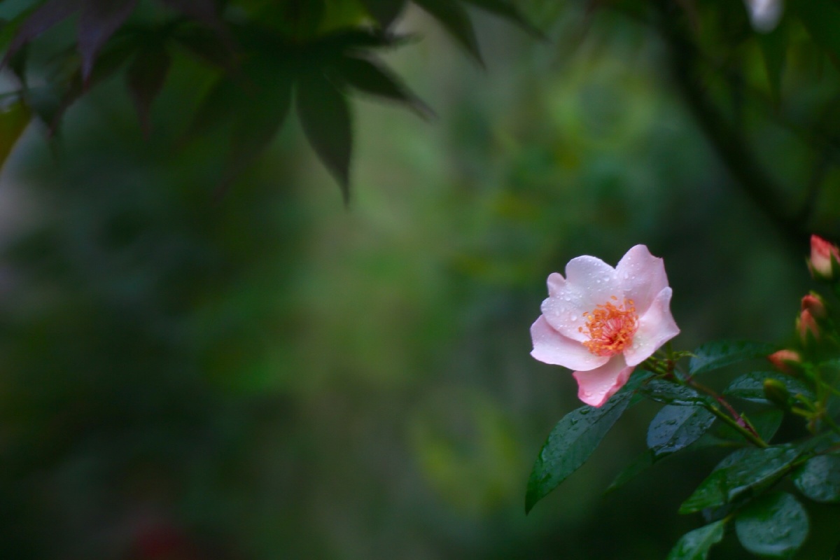 红尘陌上,百媚千红