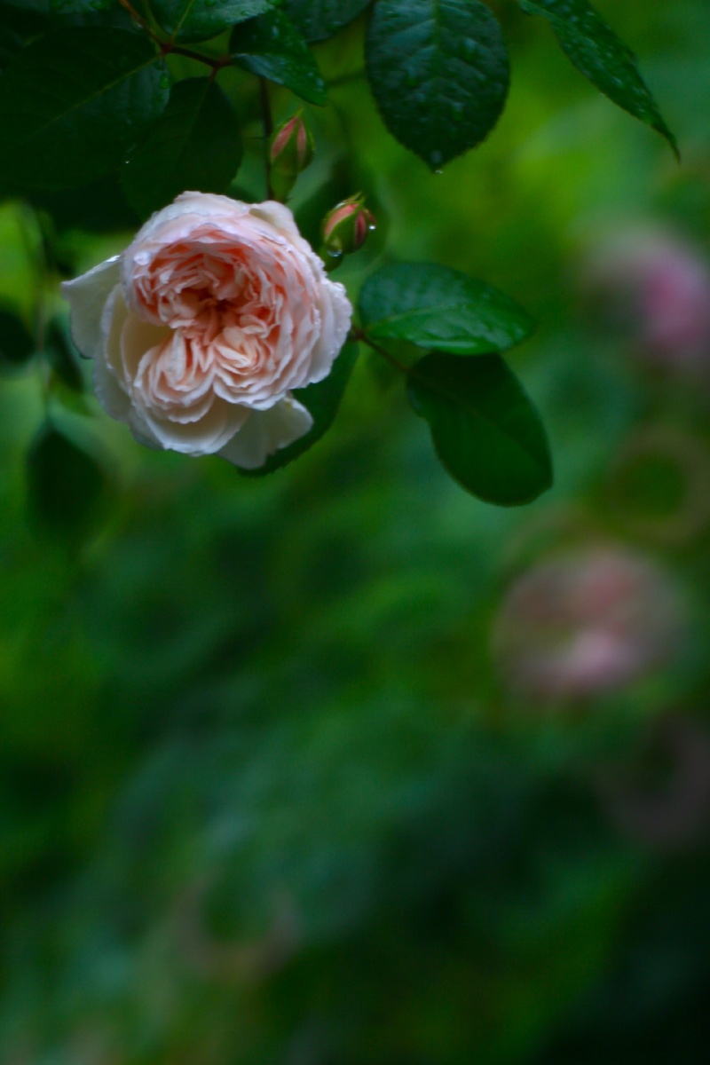 红尘陌上,百媚千红