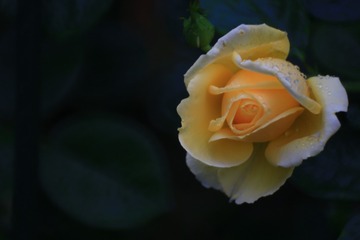 6241756480_IMG_6666