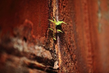 IMG_6525.JPG
