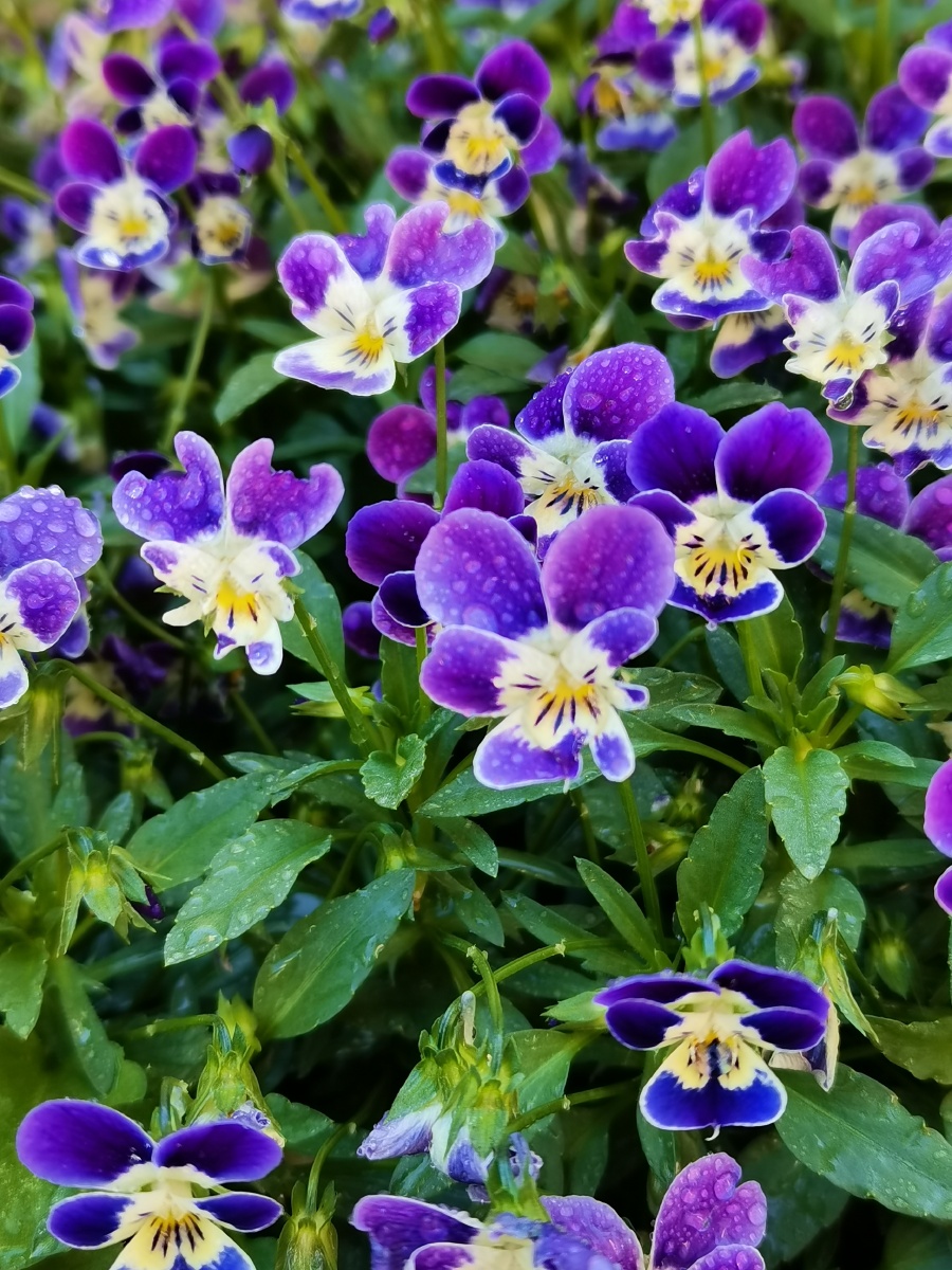 朝露～花 - 盛夏子宁 - 图虫