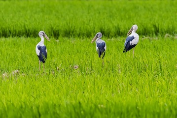 _DSC0984