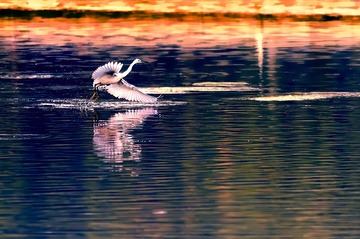_DSC4951