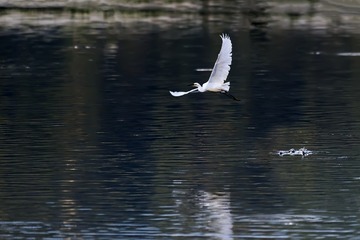 _DSC4956