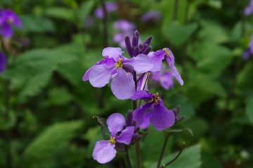 IMGP5840.JPG