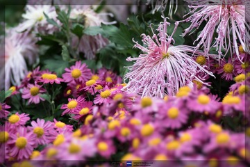 _DSC0696