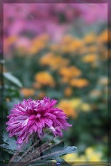 _DSC0701