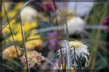 _DSC0706