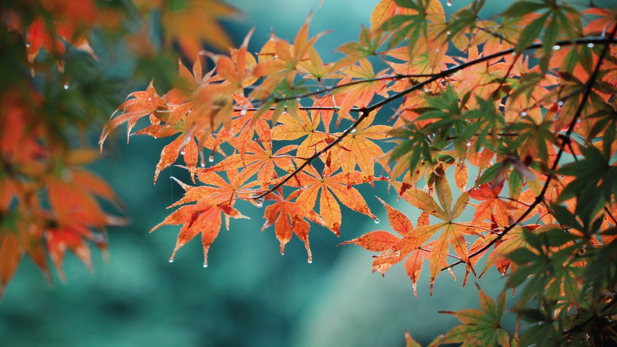 缓缓飘落的枫叶像思念