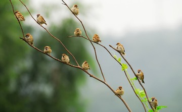 麻雀  黄秋生 襄阳
