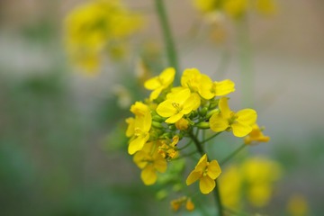 SDIM0084