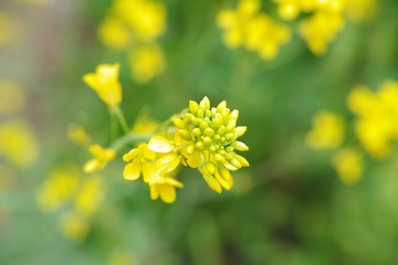 SDIM0088
