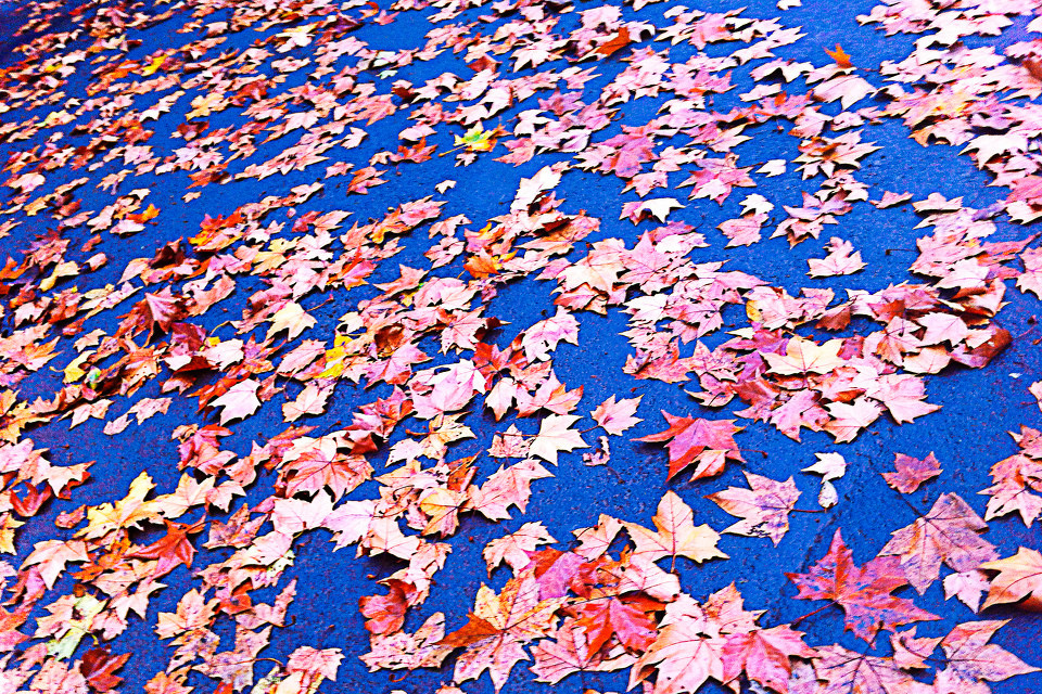 落叶 br /> 一场雨过后 满地梧桐树叶