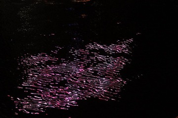 IMG_4597.JPG