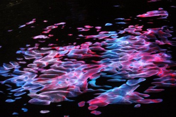IMG_4616.JPG