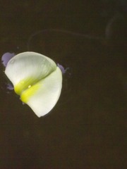 20130724928