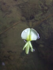 20130724944