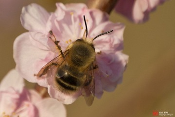 蜜蜂（二）.jpg