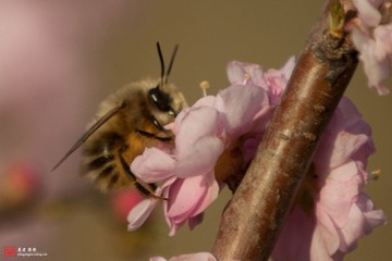 蜜蜂（一）.jpg