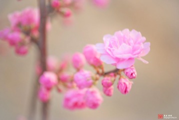 桃花.jpg