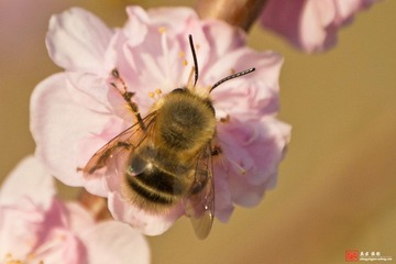 蜜蜂（二）.jpg