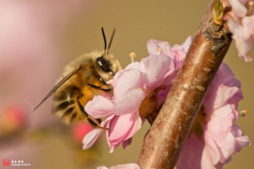 蜜蜂（一）.jpg