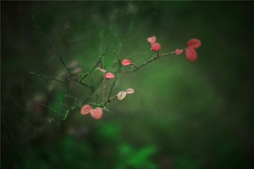 “IMG_4121”为智能对象-13___