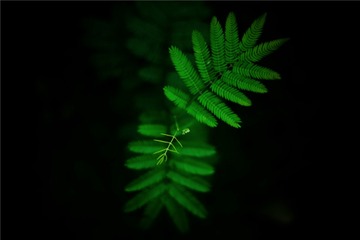 “IMG_4117”为智能对象-1____
