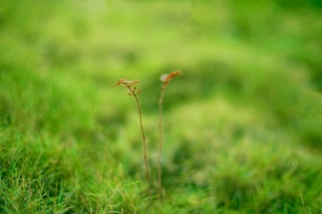 “IMG_4107”为智能对象-1___