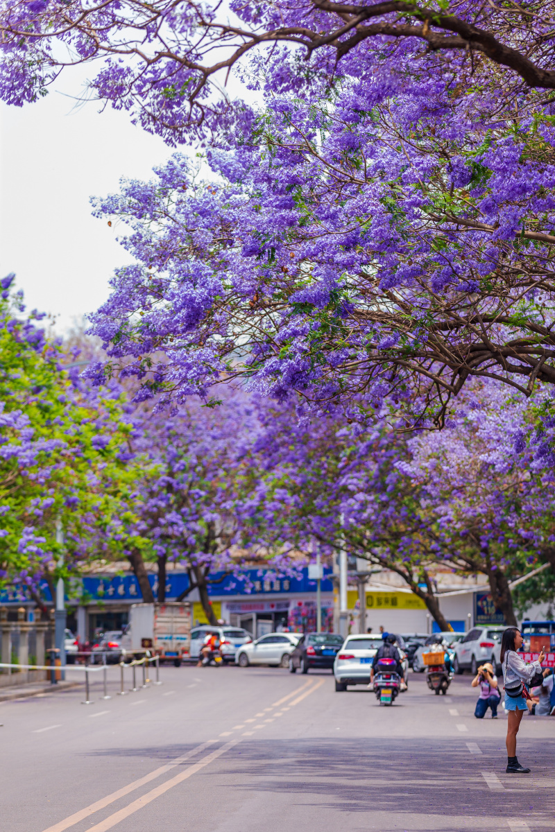 西昌市航天北路蓝花楹 - 山人699 - 图虫