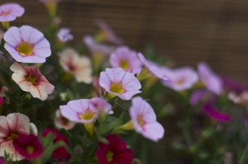 1_2017_0609_花卉小镇1191